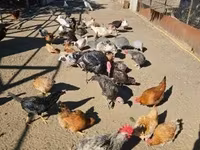Chickens — zdjęcie 1
