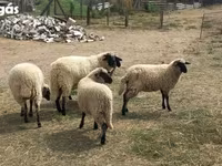 Sheep, Sheep — photo 2