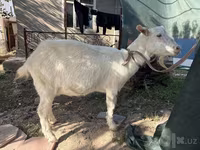 Ziege, Russian White goat — Foto 6