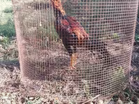 Chickens — fotografija 5