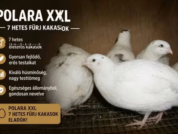 Quails — Węgry