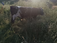 Бұқа, Russian Black pied cattle — 4-сурет