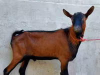 Jarac, Alpine goat — fotografija 1