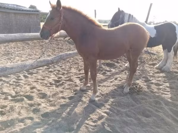 Égua, Cavalos