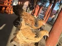 براهما — الصورة 5