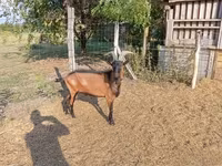 Bode, Alpine goat — foto 7