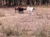 Sheep, Sheep — photo 2