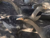 Geese — fotografija 2