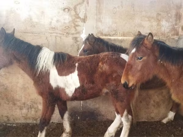 Égua, Cavalos