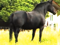 Kobila, Percheron — fotografija 1