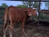 Taureau, Vache limousine — photo 2