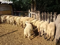 أغنام (دفعة، الجنس غير محدد), الأغنام — الصورة 2