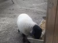 Ovan, White Suffolk sheep — fotografija 4
