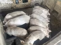 Pigs (batch, sex not specified), Pigs — photo 3