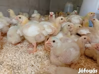 Chickens — الصورة 2