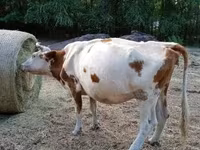 Cow, Simmental cattle — photo 3