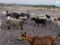 Sheep, Sheep — photo 1