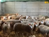 Ram, White Suffolk sheep — photo 1