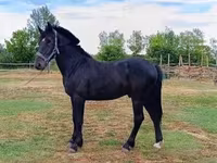 Cavalo, Cavalos — foto 1