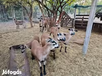 母羊, Cameroon sheep — 照片 3
