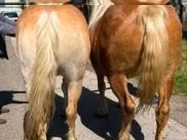 Égua, Cavalos