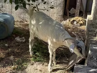 Ziege, Russian White goat — Foto 3