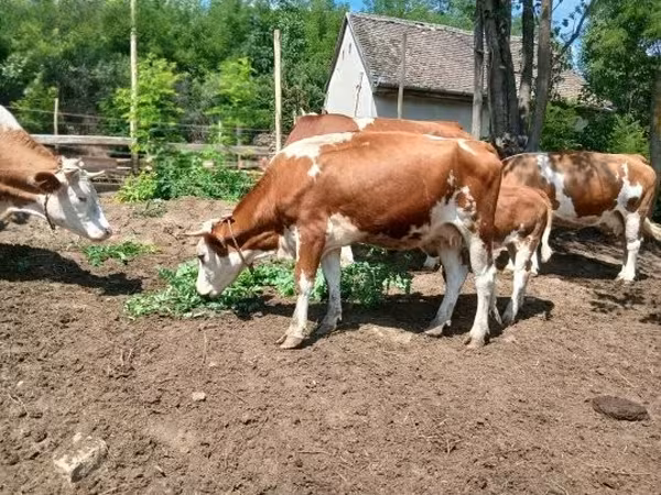 Krowa, Simmental cattle — Węgry