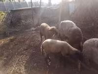Baran, Owce — zdjęcie 1