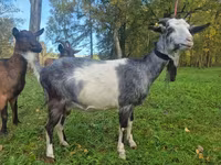 Koza, Alpine goat — zdjęcie 3