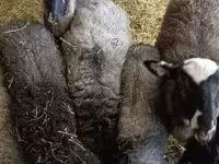 Widder, Romanov sheep — Foto 1