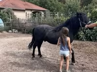 Aygʻir, Welsh Cob — 2-rasm