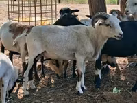 Қой, Cameroon sheep — 8-сурет