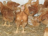 Chickens — foto 4