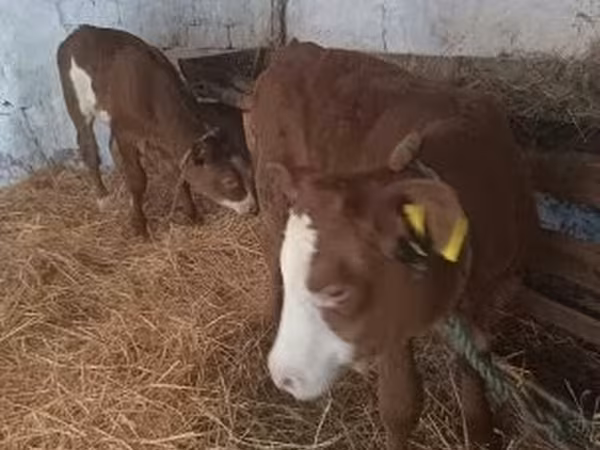 Сиыр, Simmental cattle — Венгрия