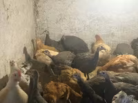 Guinea fowl — zdjęcie 1