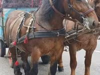 Égua, Percheron — foto 2