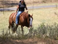 Koń, Quarter Horse — zdjęcie 8