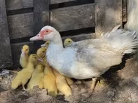 Geese — zdjęcie 4