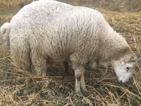 Ovan, Bardhoka sheep — fotografija 2