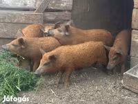 猪（批次，未指定性别）, Мангалица — 照片 4