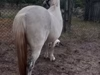 Kobila, Falabella — fotografija 3