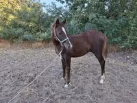 Cavalo, Cavalos — foto 4