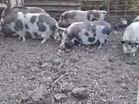 मादा सूअर, Вьетнамская вислобрюхая — फ़ोटो 3
