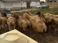 Ovca, Apsheron sheep — fotografija 2