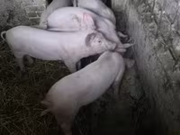 Świnie (partia, płeć nieokreślona) — zdjęcie 6