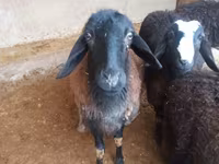 Ovan, Jaidara sheep — fotografija 4
