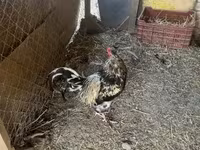 Chickens — fotografija 2