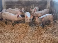 Porcs (lot, sexe non indiqué), Porcs — photo 6
