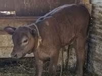 Cow, Cattle — photo 1