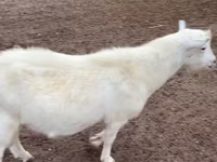Jarac, Saanen goat — fotografija 1